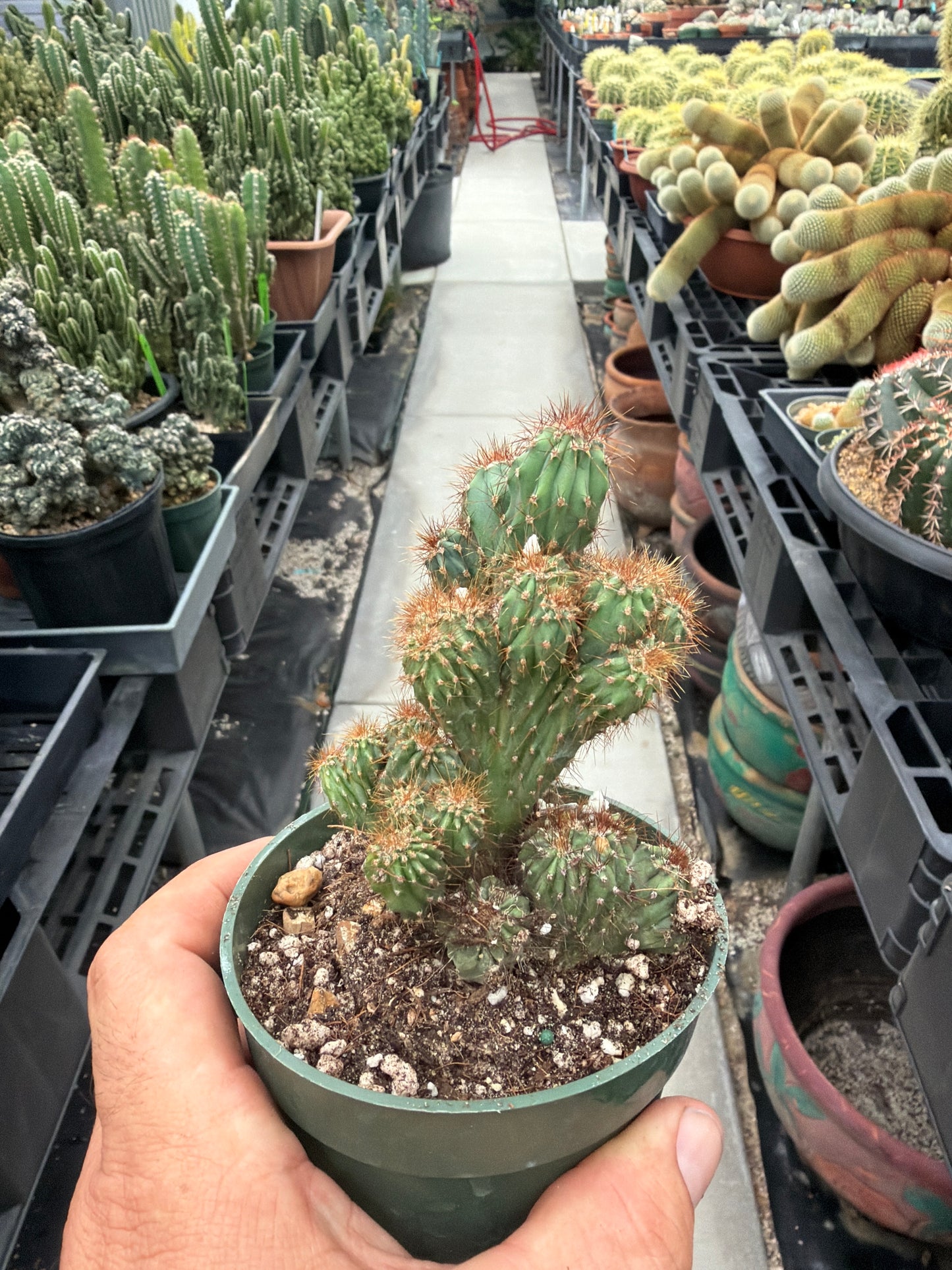 Cereus Forbesii Monstrose Rojo x Ming Thing