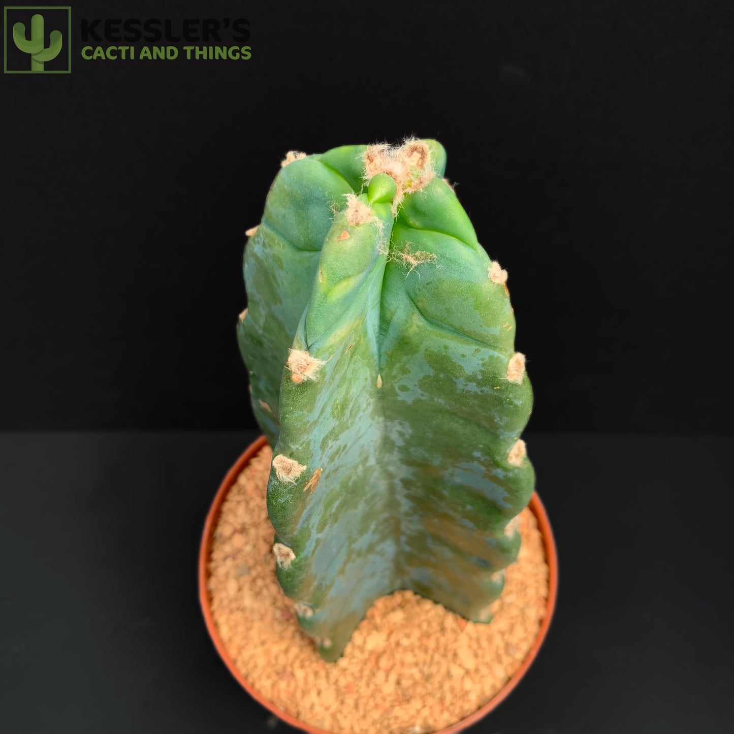 Cereus Jamacaru 6 Inch pot