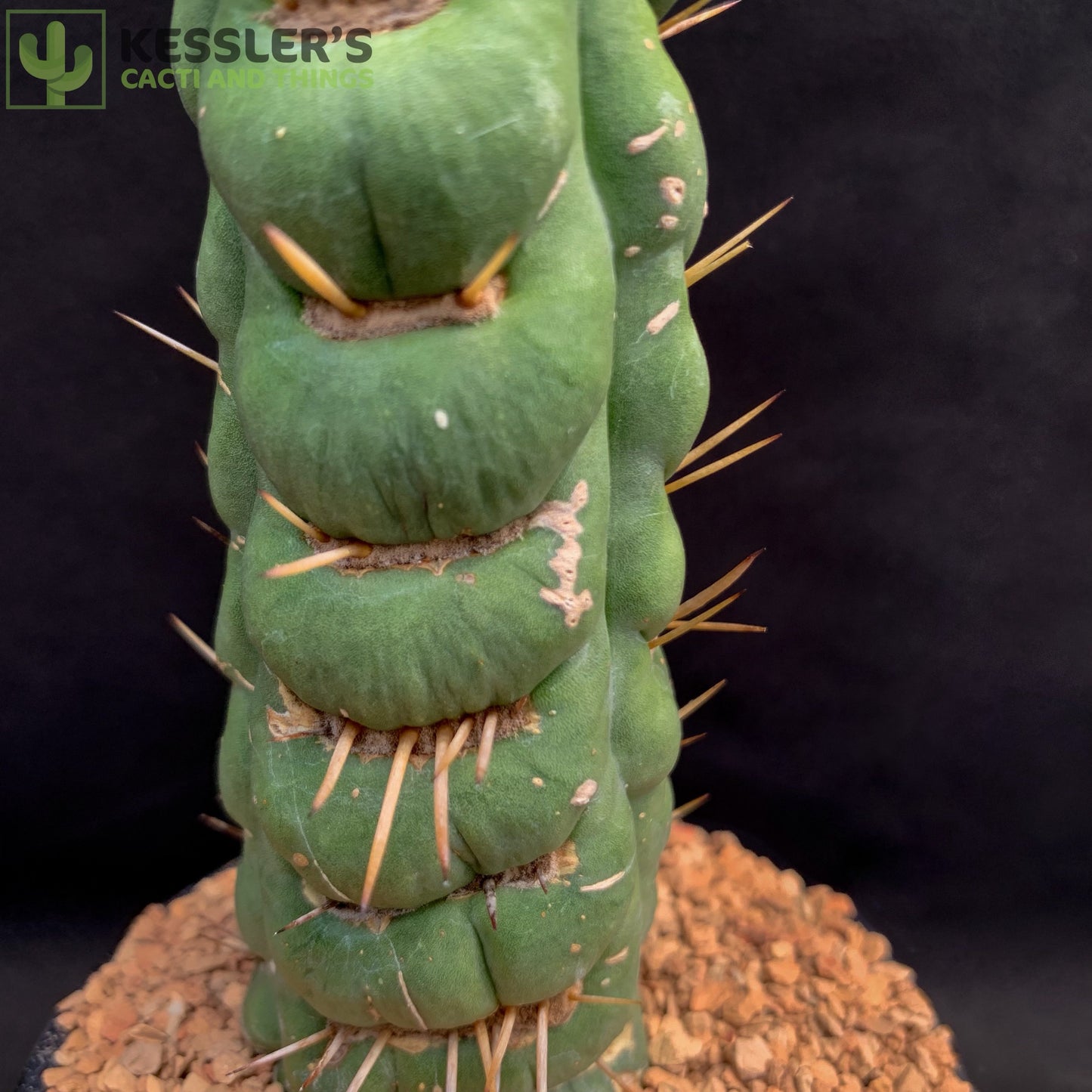Eulychnia Castanea (Corkscrew Cactus)