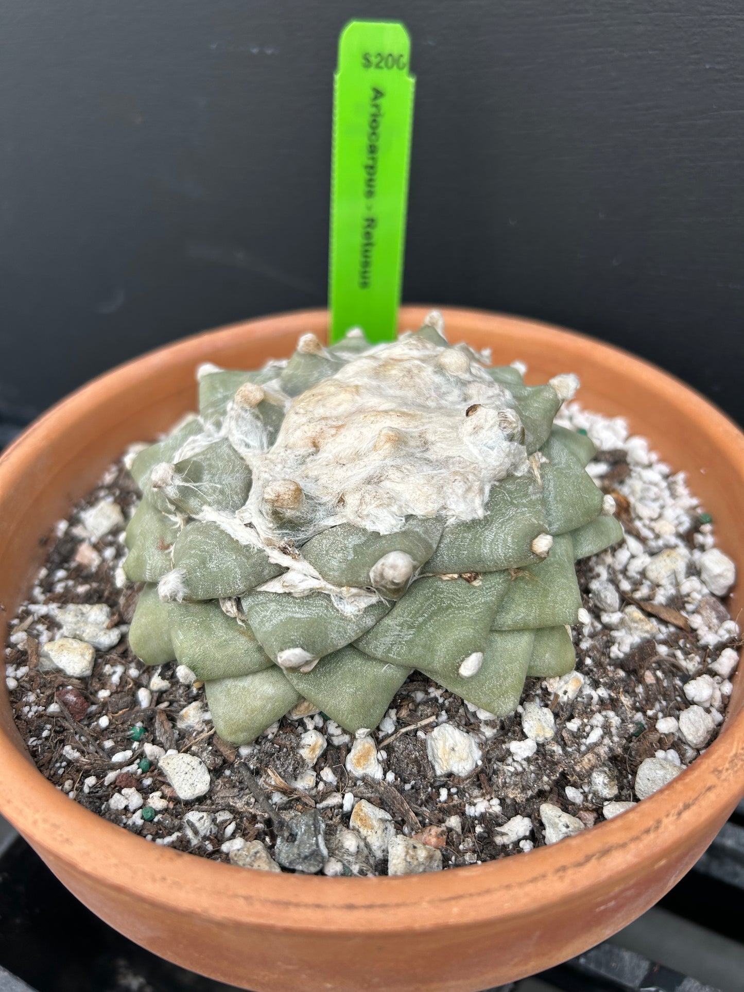 Ariocarpus Retusus