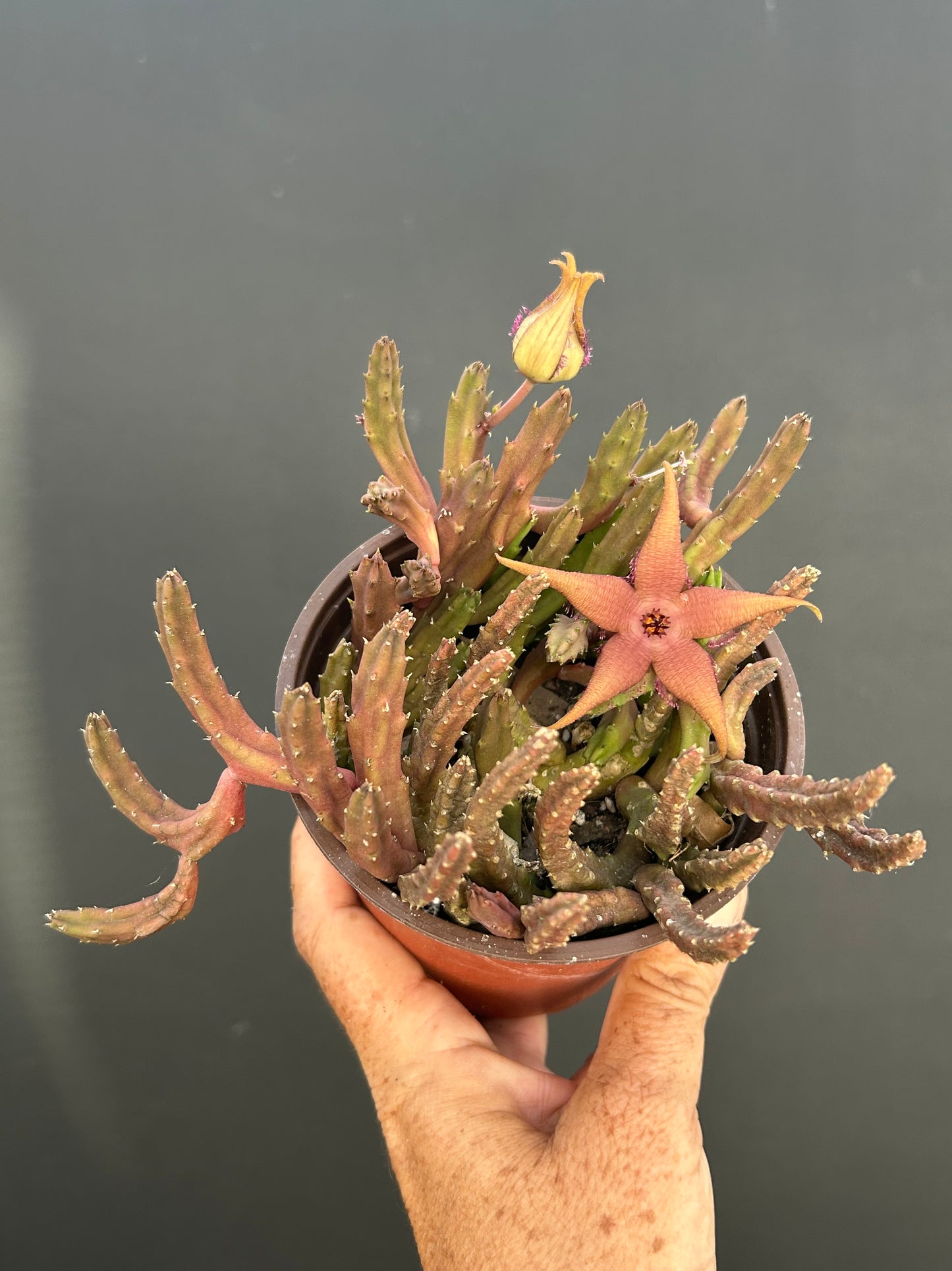 Stapelia Schinzii