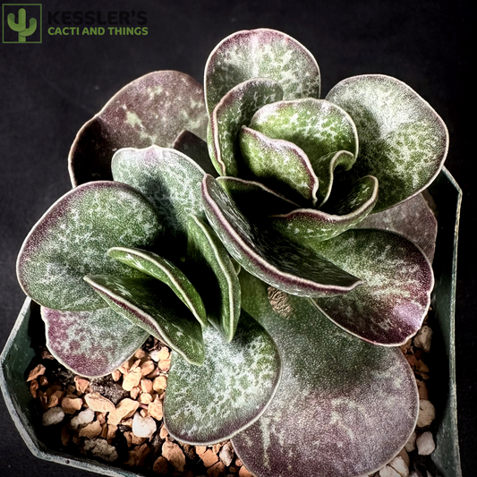 Adromischus Maculatus (Calico Hearts)