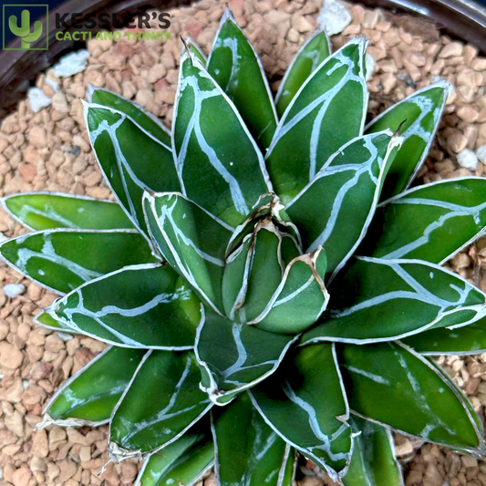 Agave Victoriae-reginae (Queen Victoria Century Plant)