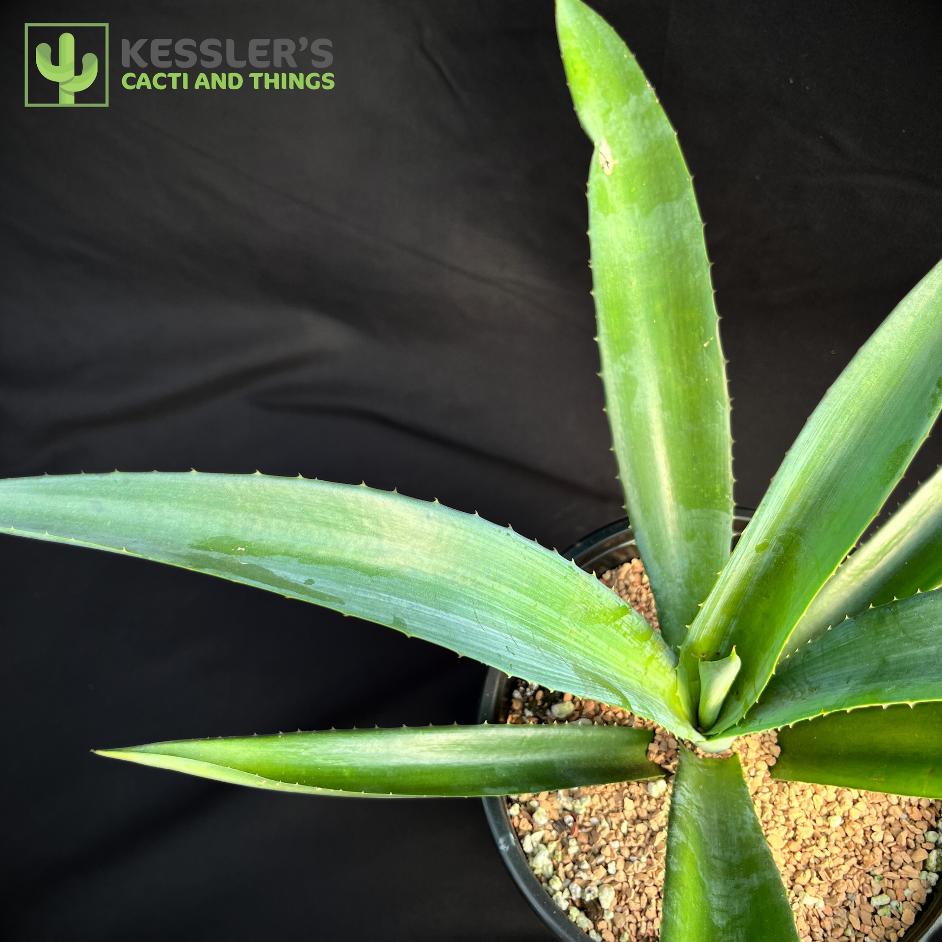 Agave