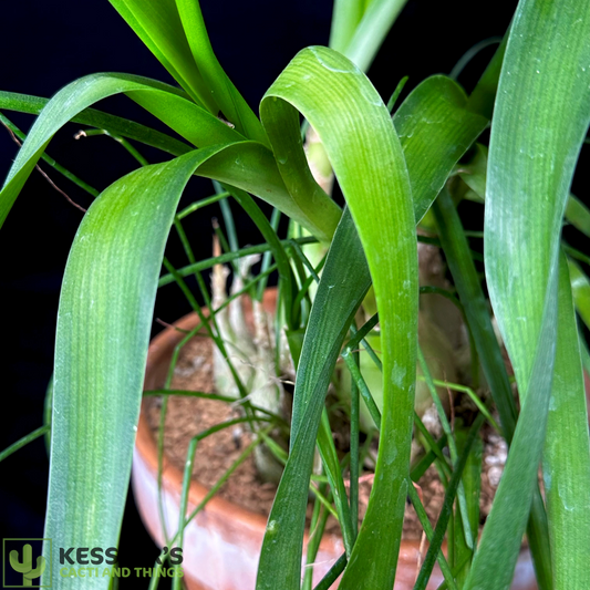 Albuca Bracteata (Sea Onion Plant)