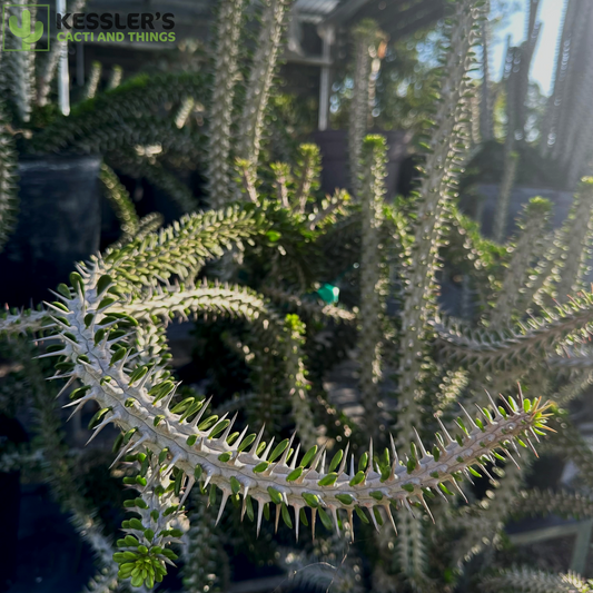 Alluaudia Procera (Madagascar Ocotillo) Cuttings