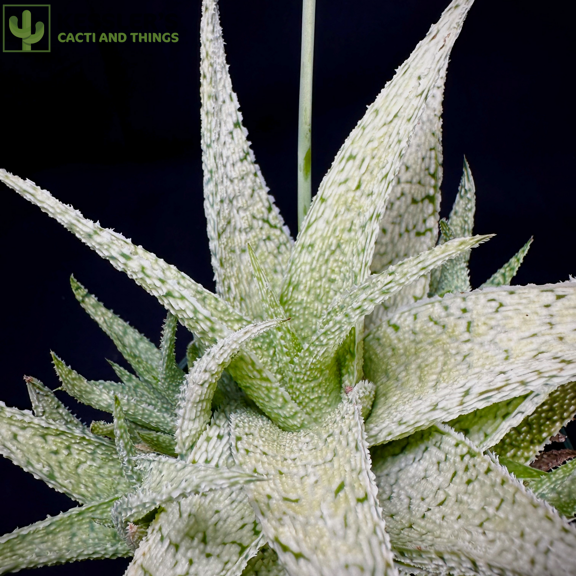 aloe vera blue Aloe Vera main image 0