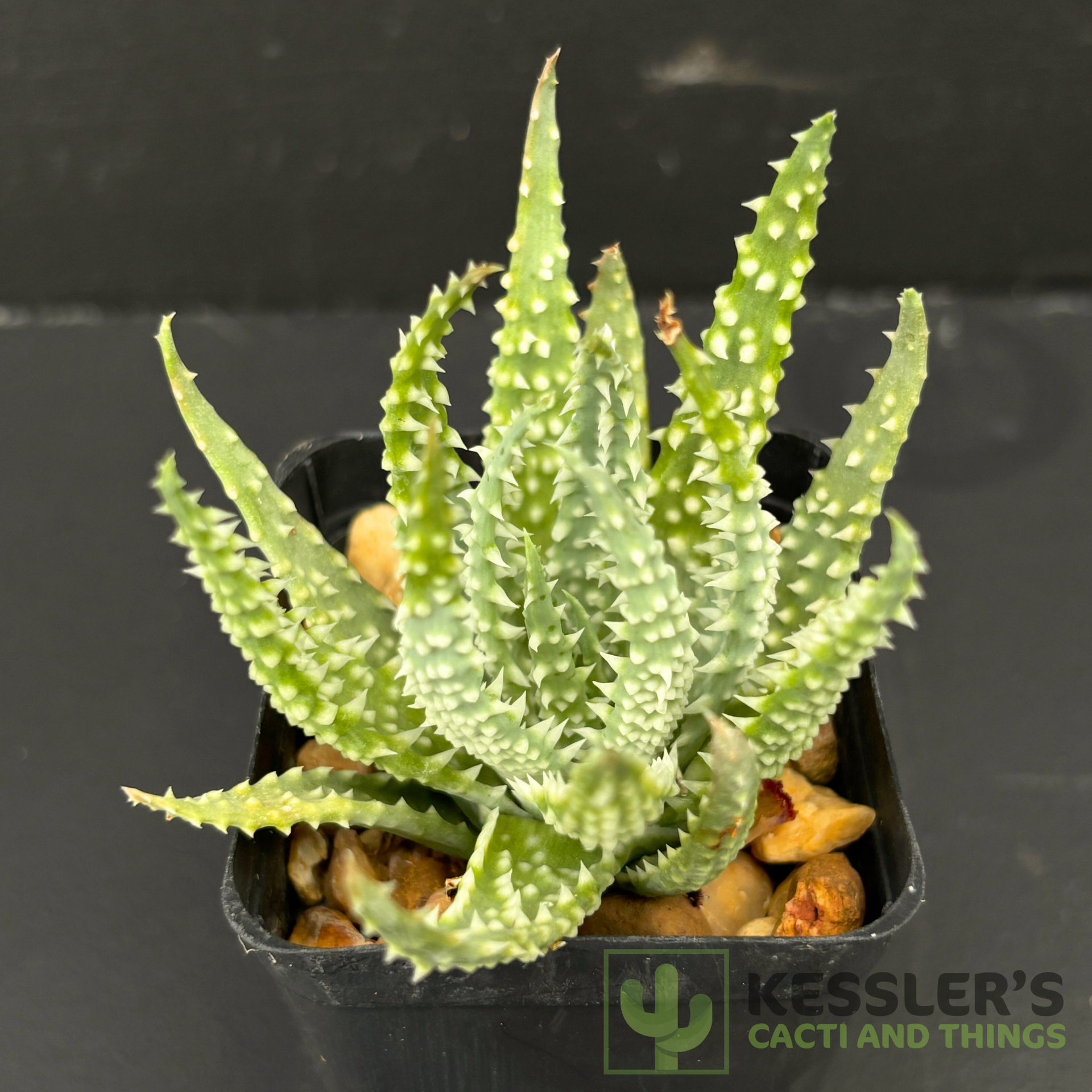 aloe humilis giftig Aloe Humilis (Hedgehog Aloe)