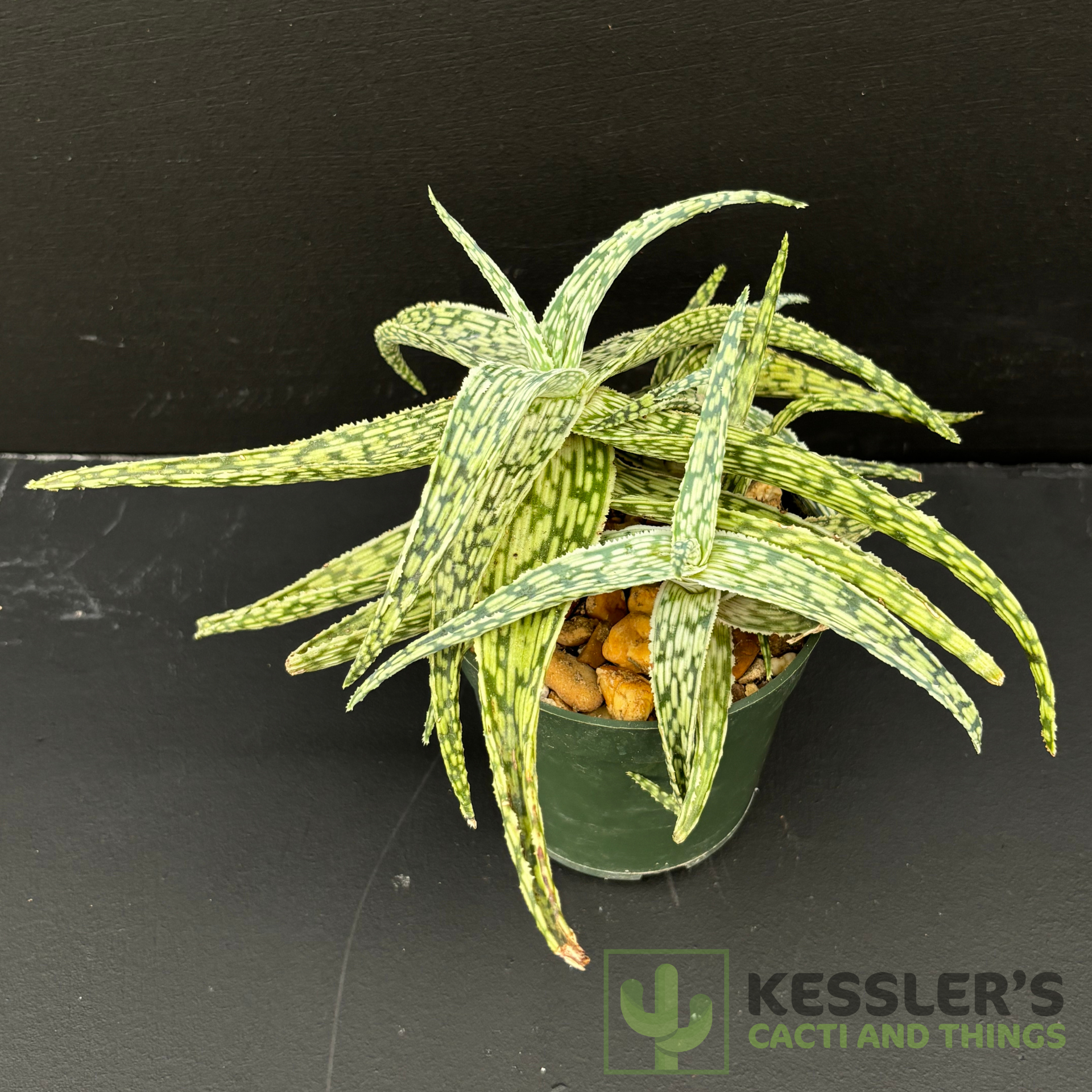 star aloe succulent Aloe Silver Star – Kesslers Cacti