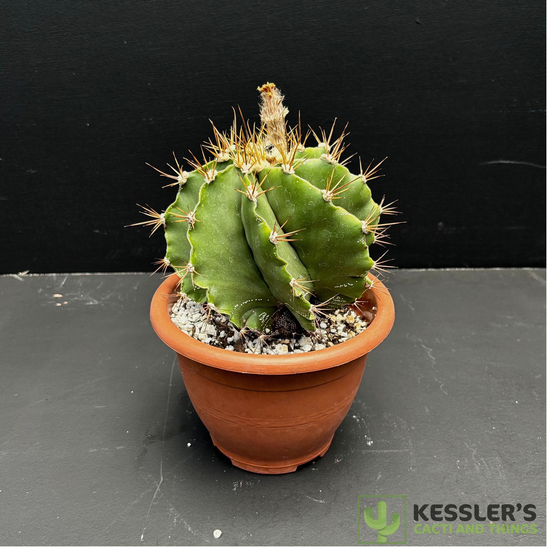 Astrophytum - Ornatum v. Mirbelii – Kesslers Cacti