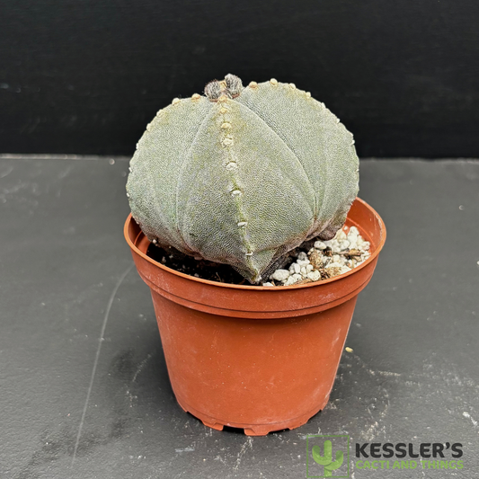 4 SIDED Astrophytum Myriostigma (Bishop's Cap)