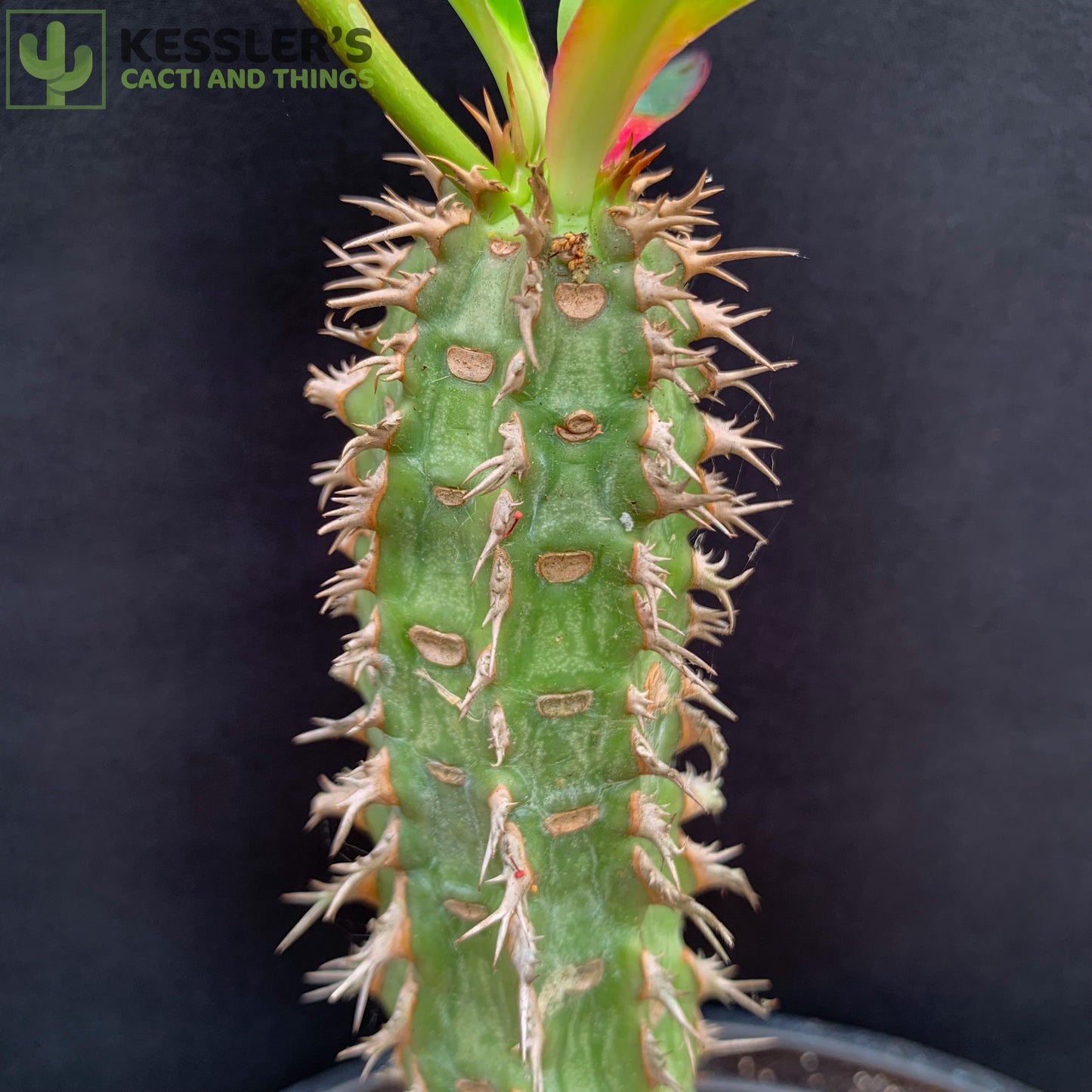 Euphorbia Viguieri - 1 Gallon