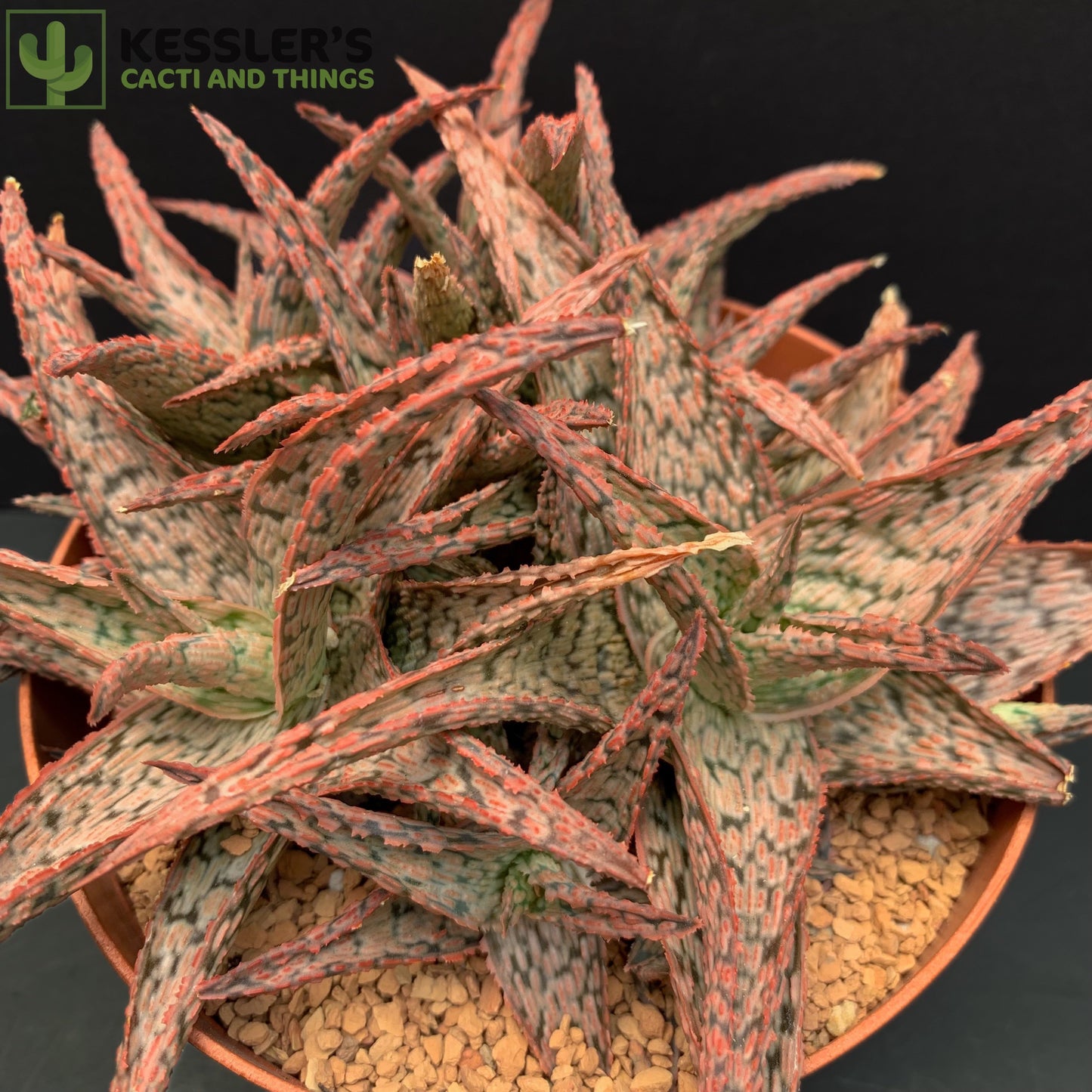 Aloe Pink Blush