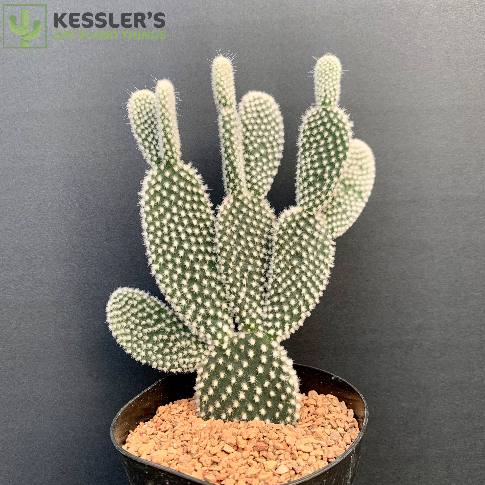 Opuntia Microdasys Var. Albispina (White Bunny Ears) – Kesslers Cacti