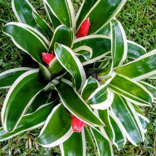 Billbergia pyramidalis ‘Kyoto’ (VARIEGATED Torch Bromeliad)