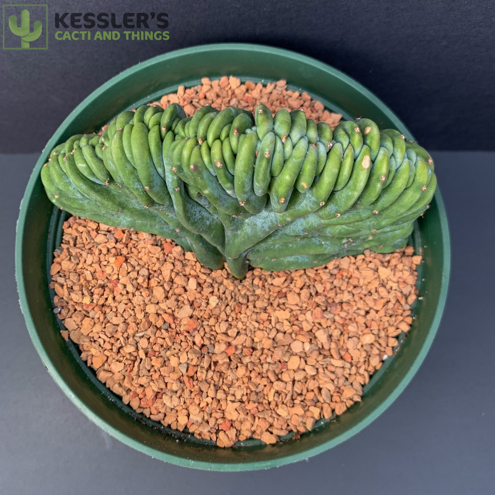 dinosaur back succulent Myrtillocactus Geometrizans Crest (Dinosaur Back) – Kesslers Cacti