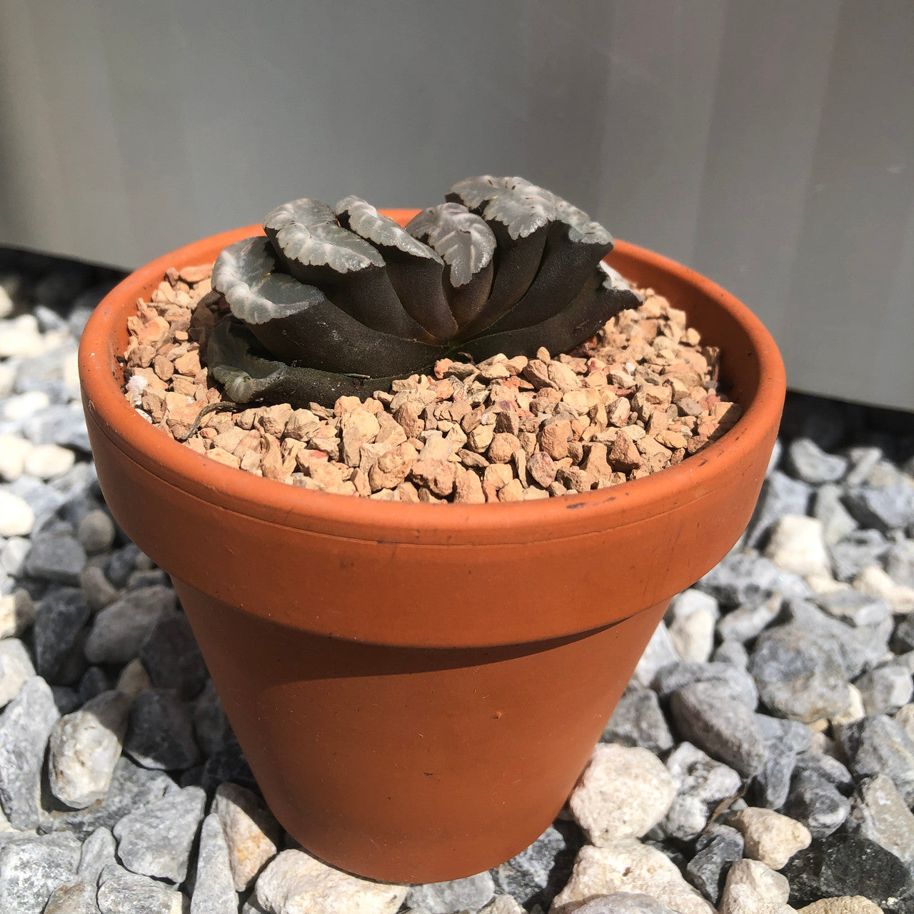 Side view of a Haworthia Truncata in a 4 inch terracotta pot