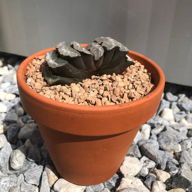 Haworthia Truncata (Rare)- 4 Inch Pot