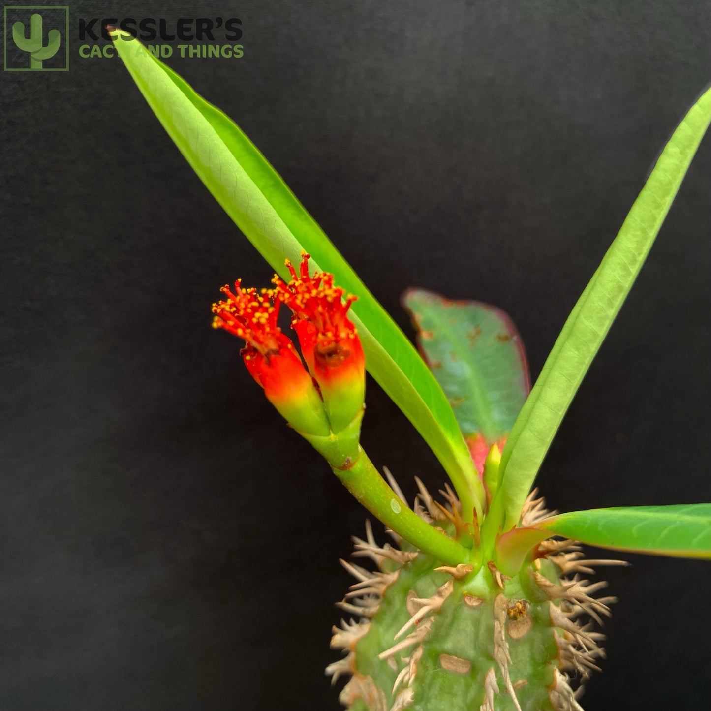 Euphorbia Viguieri - 1 Gallon