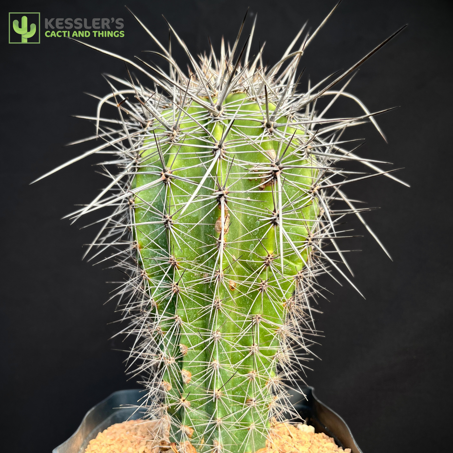 Carnegiea Gigantea (Saguaro Cactus)