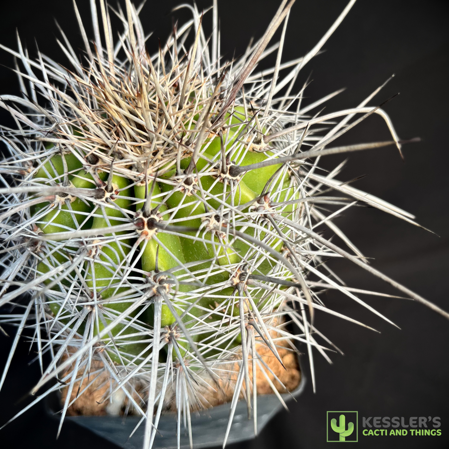 Carnegiea Gigantea (Saguaro Cactus)