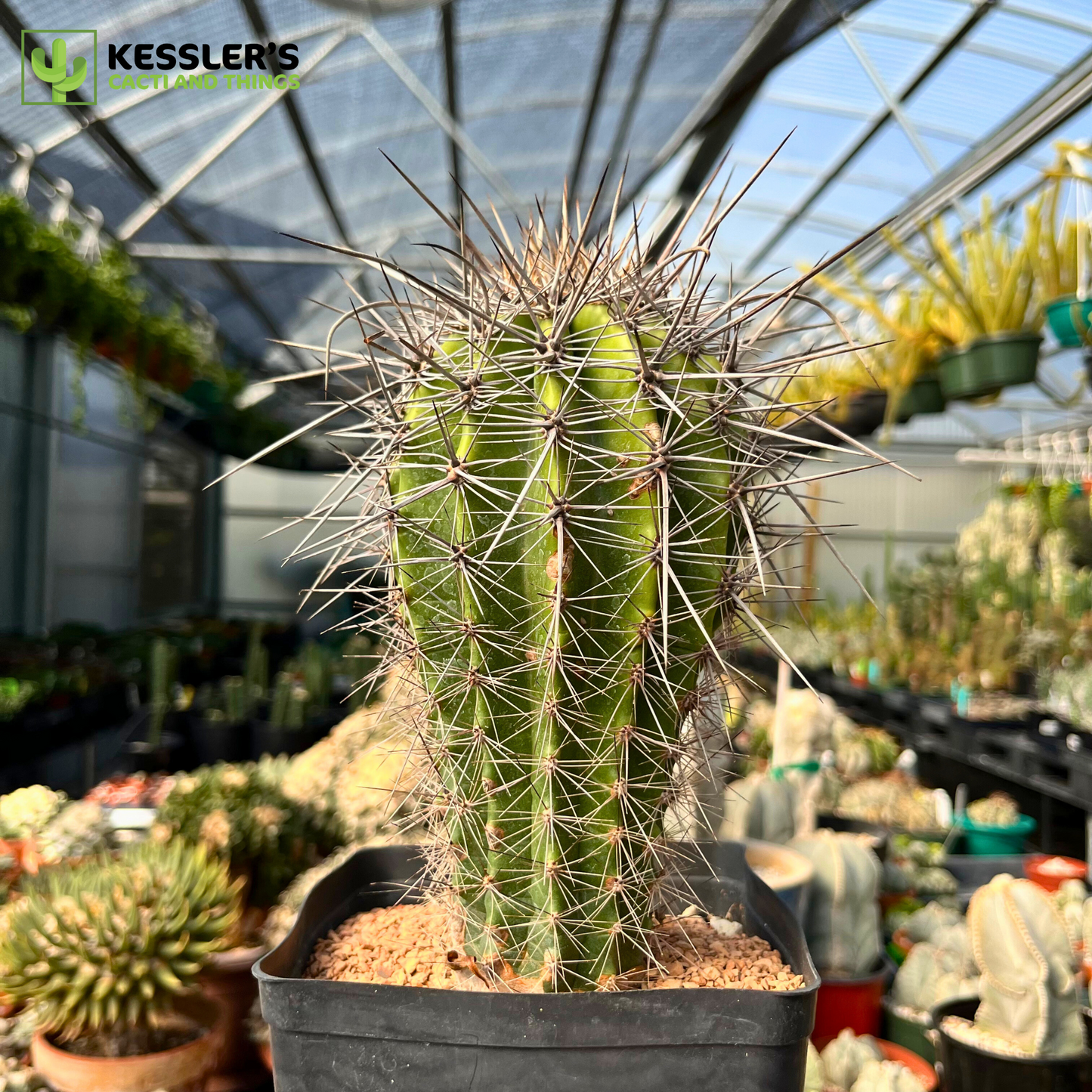 Carnegiea Gigantea (Saguaro Cactus)