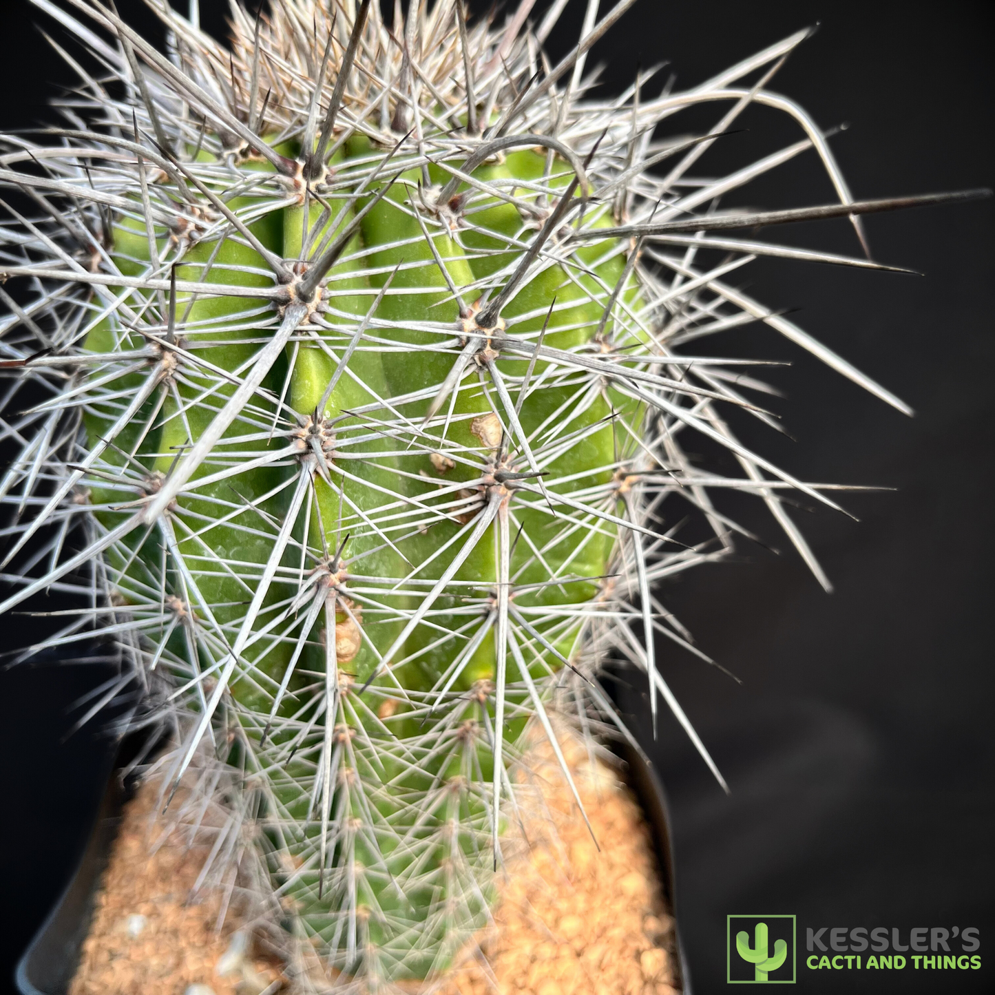 Carnegiea Gigantea (Saguaro Cactus)