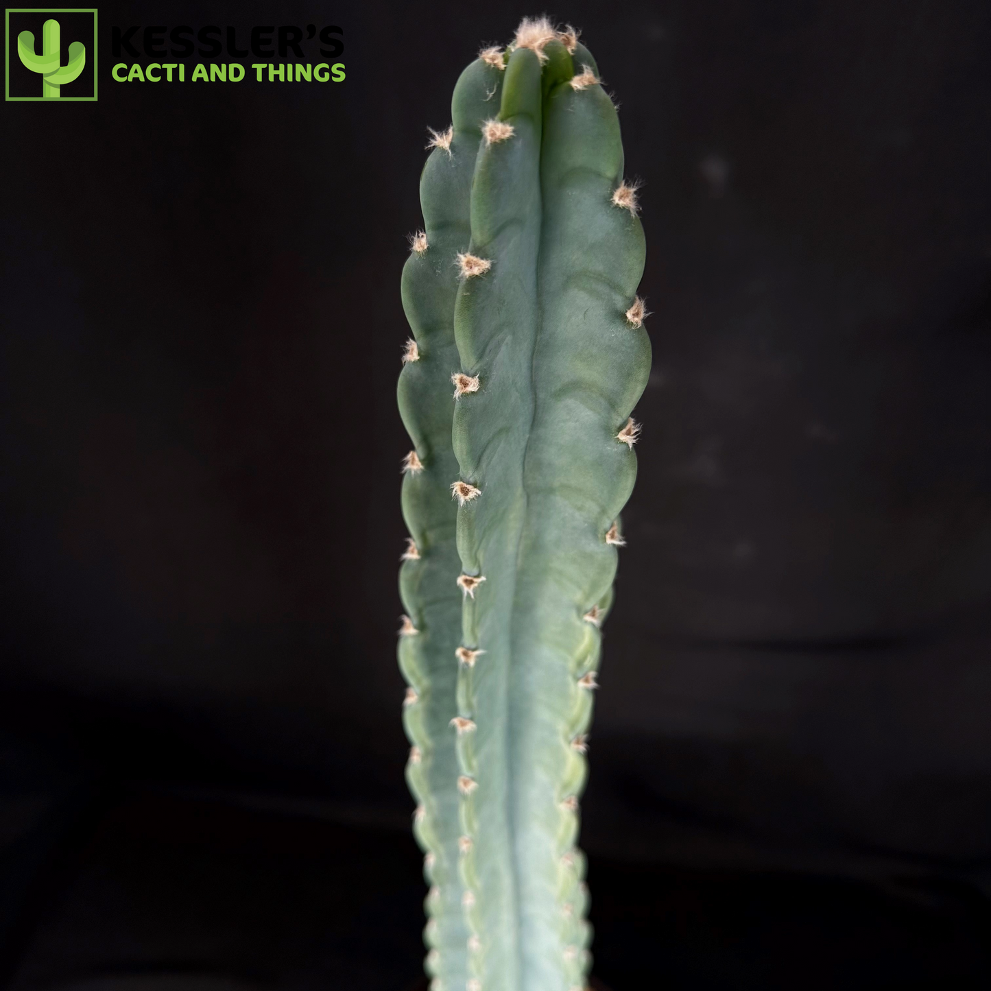 Cereus Jamacaru 6 Inch pot