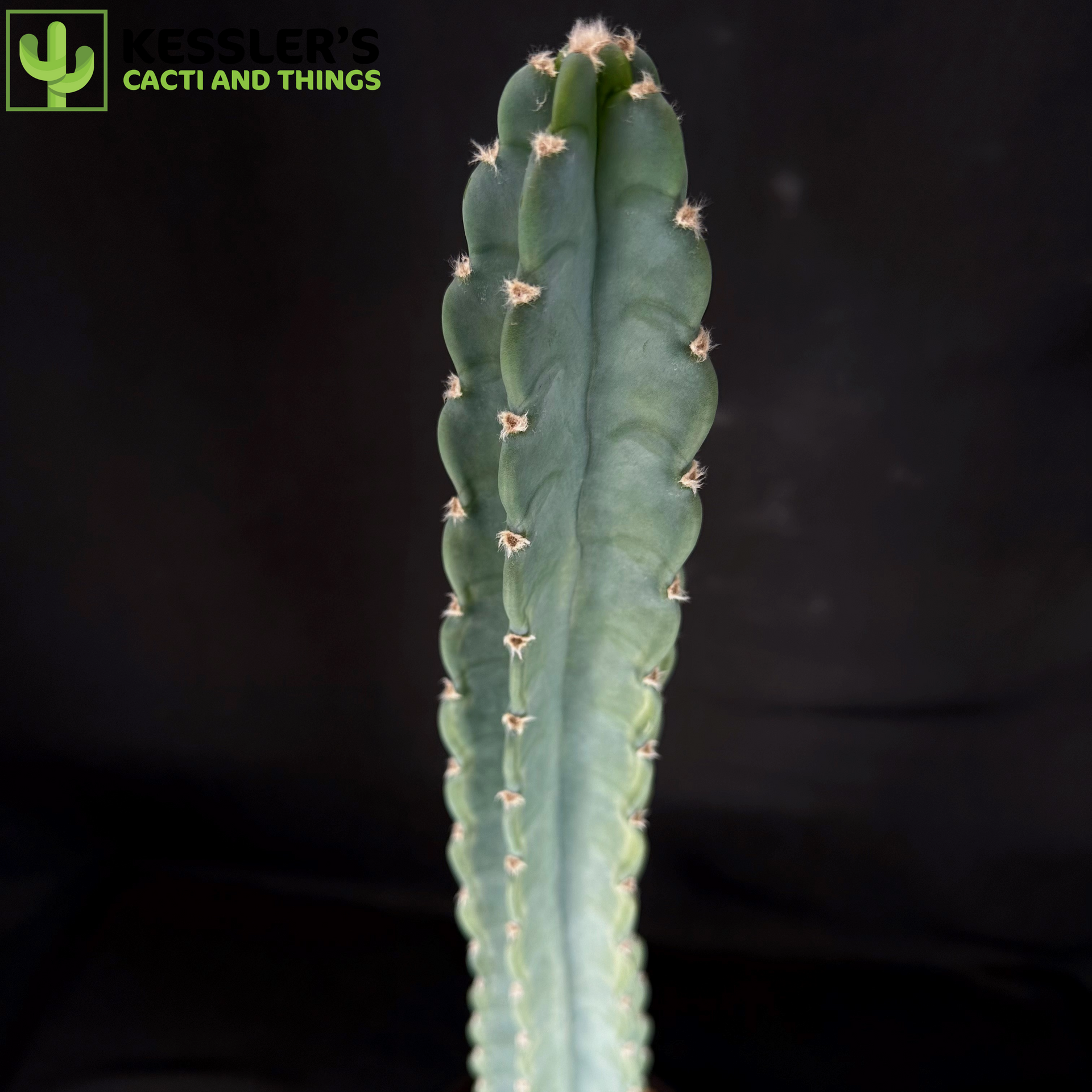 Cereus Jamacaru – Kesslers Cacti