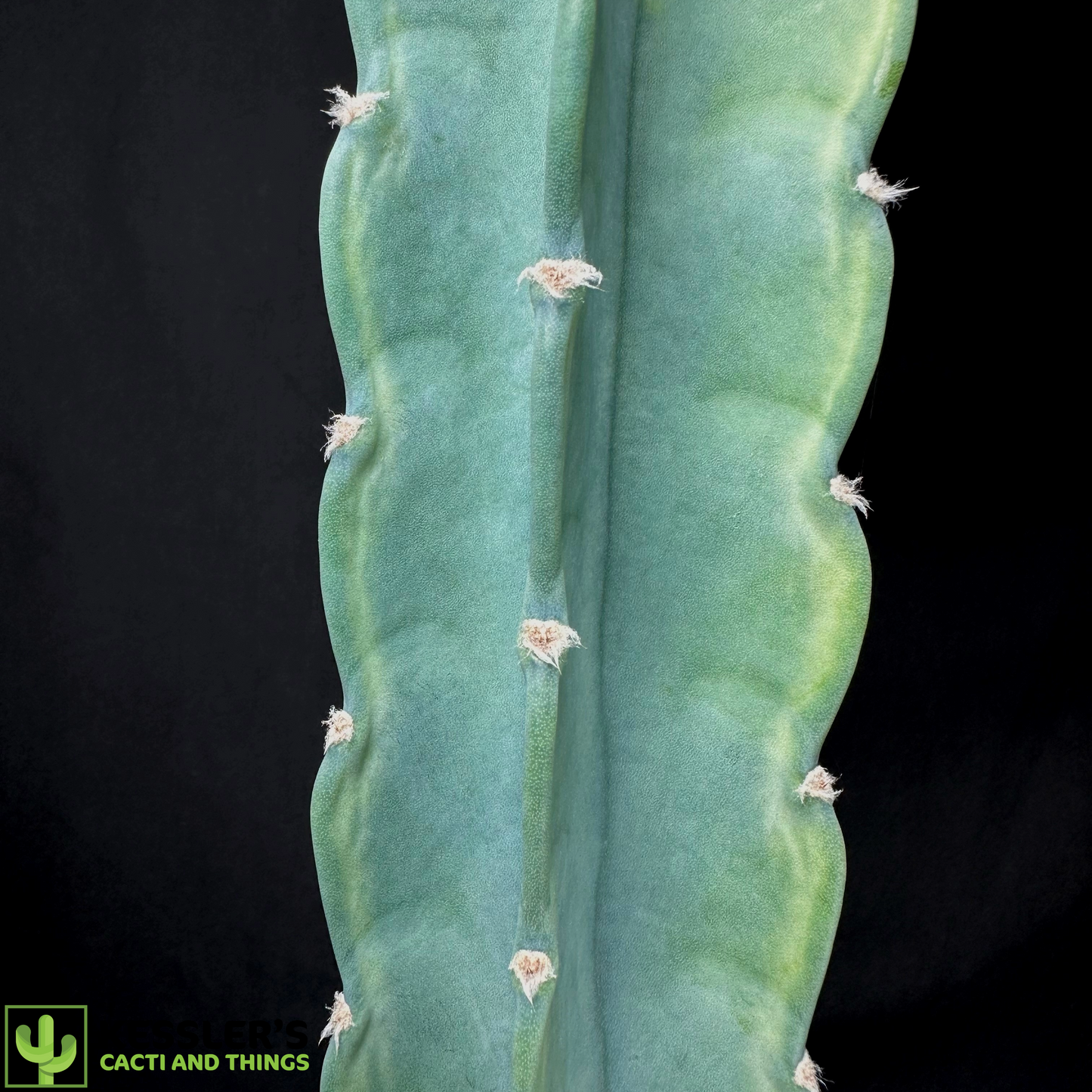 Cereus Jamacaru 6 Inch pot