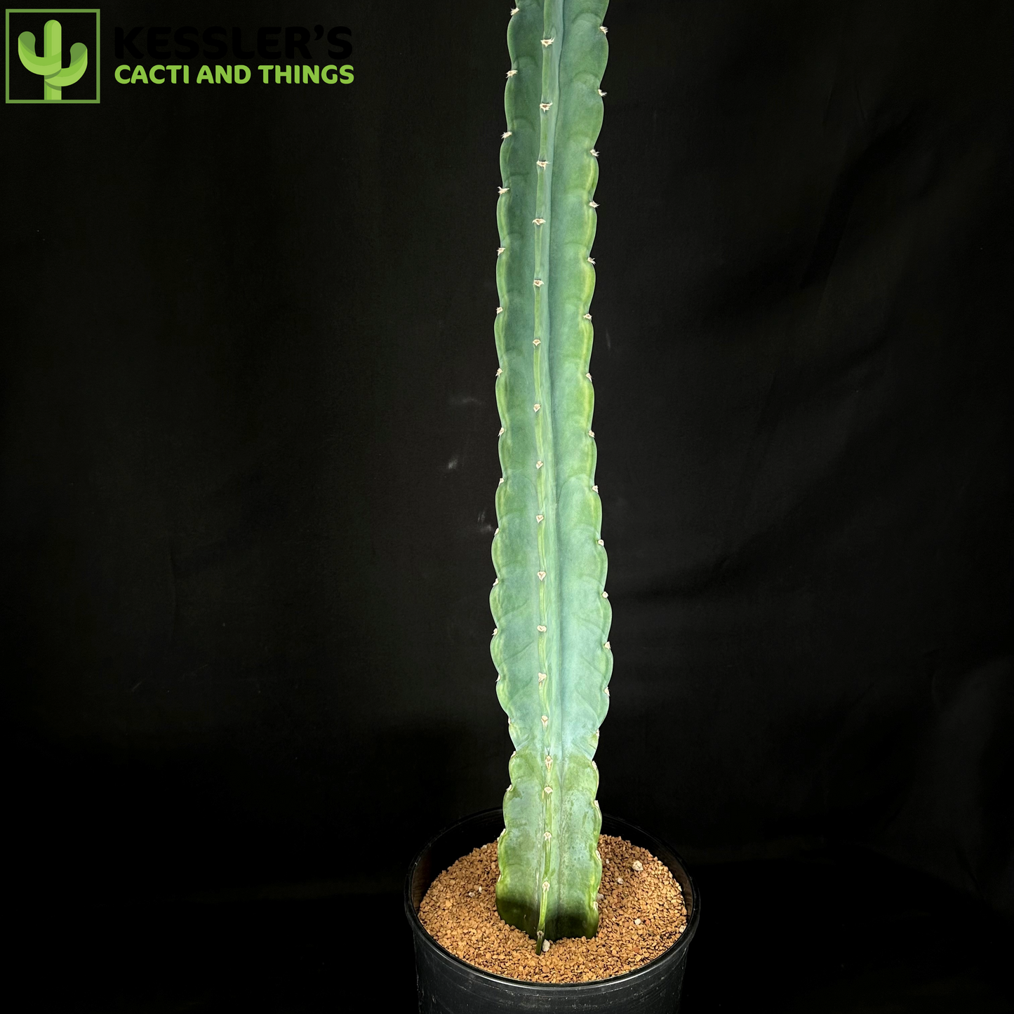 Cereus Jamacaru 6 Inch pot