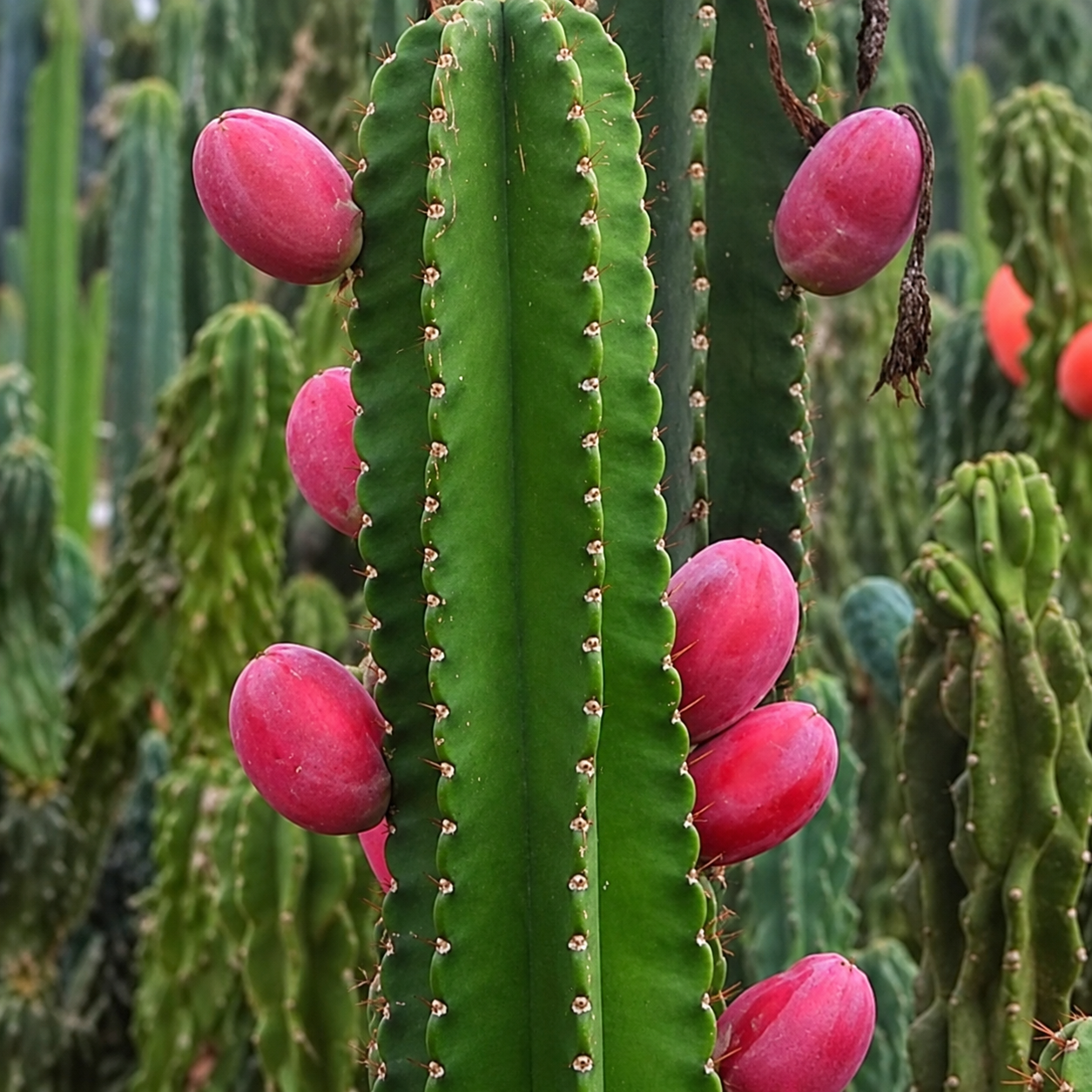 Cereus Peruvianus (Peruvian Apple Cactus)