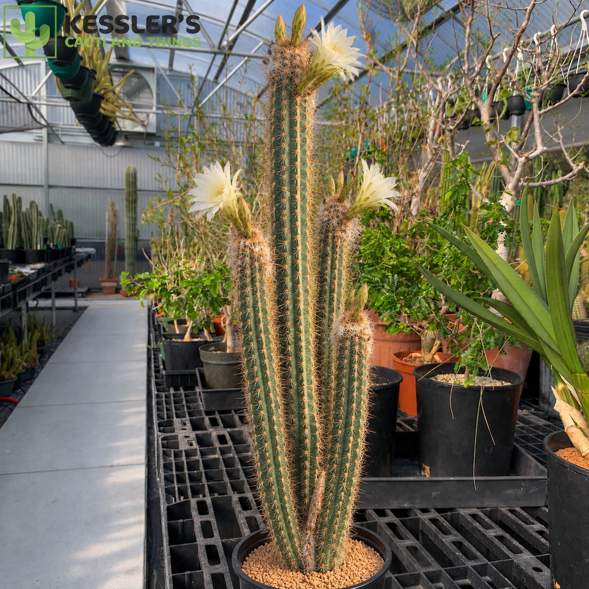 Xiquexique (Pilosocereus) Gounellei