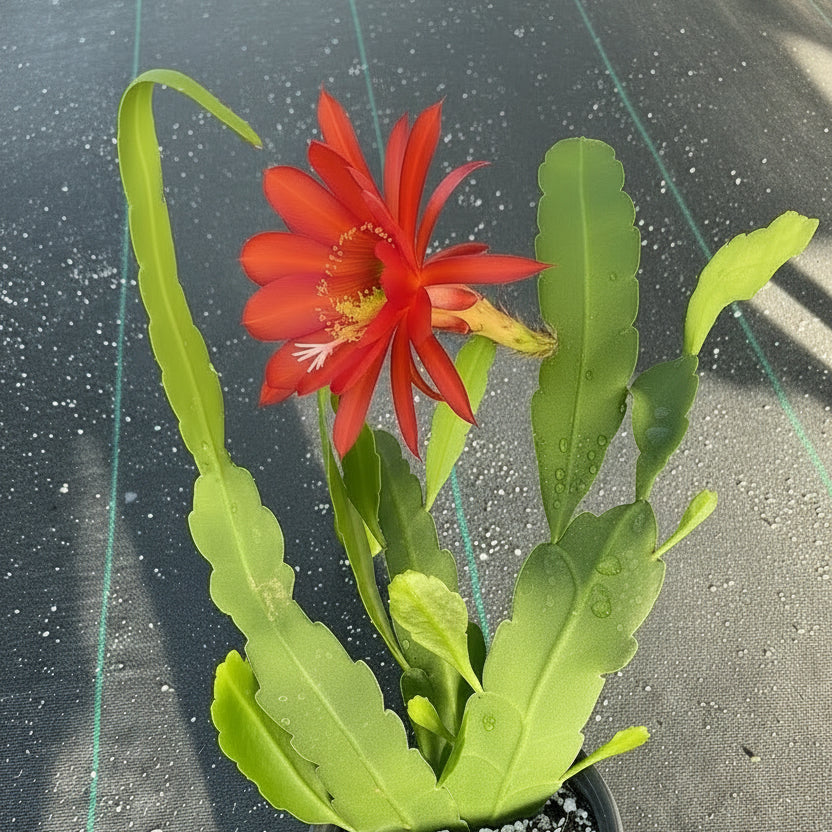 Epiphyllum Hookeri (Orchid Cactus)