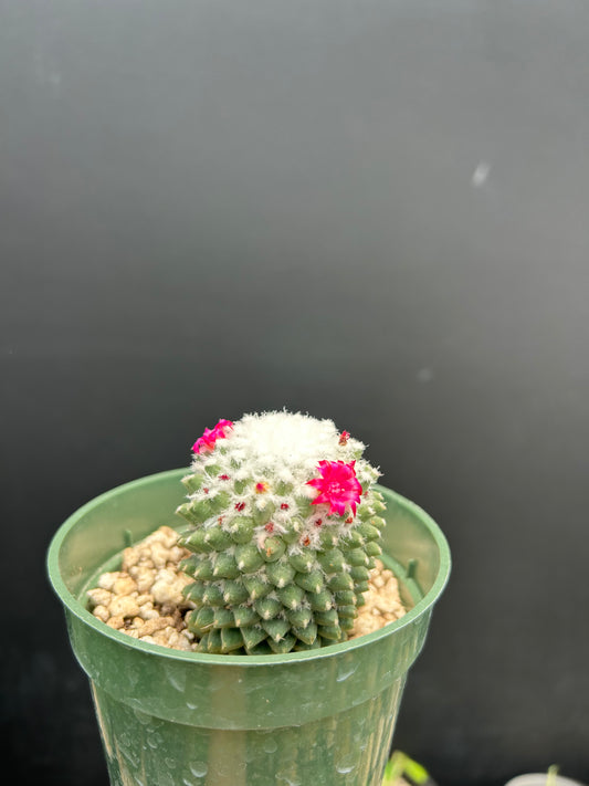 Mammillaria polythele v. hidalgensis