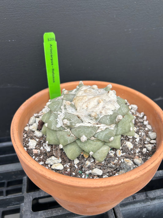 Ariocarpus Retusus