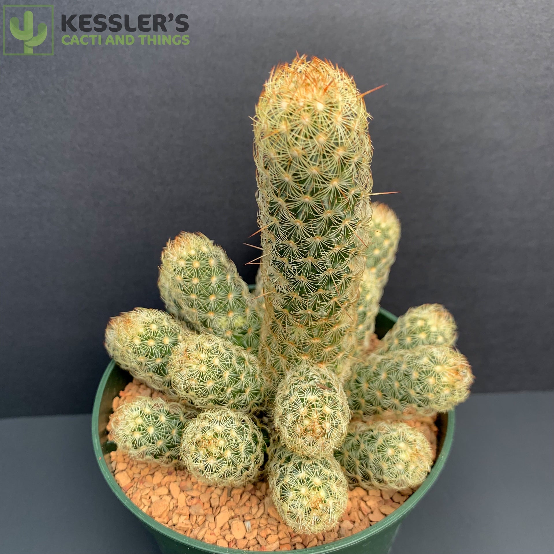 Mammillaria Elongata (Lady Fingers)  Kesslers Cacti