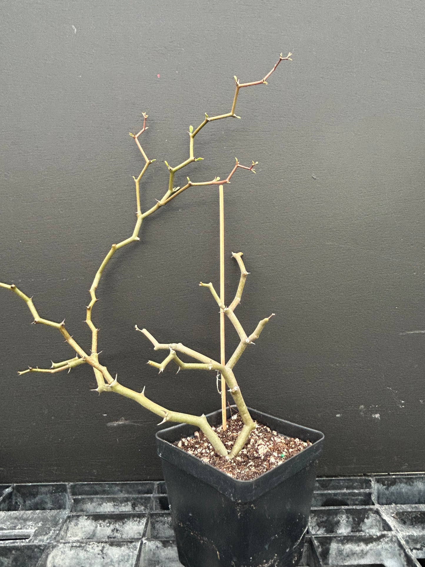 Decarya Madagascariensis
