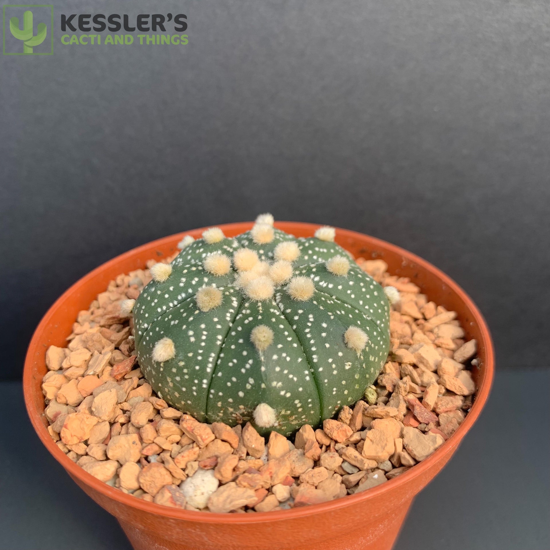 Astrophytum asterias