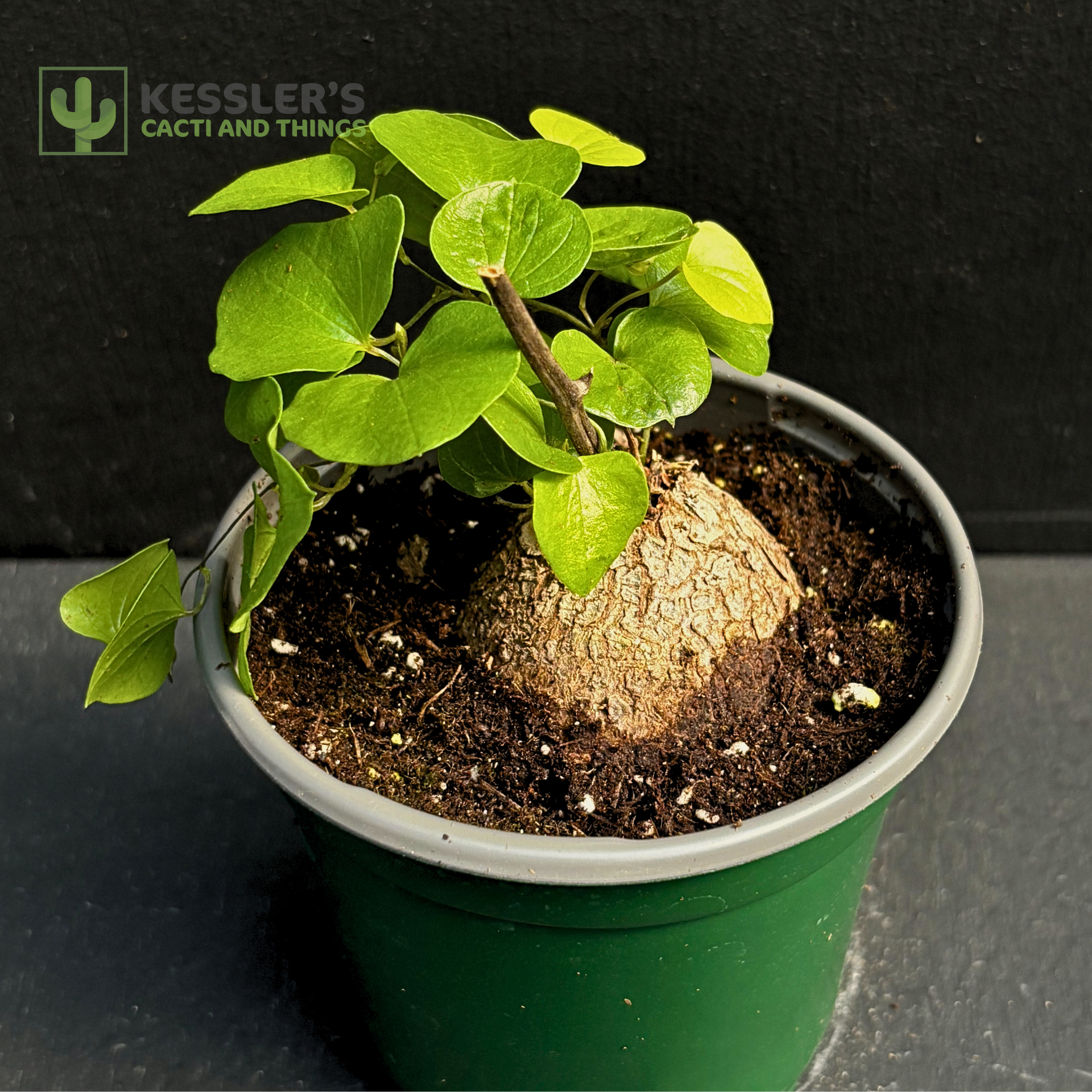 elephant foot succulent plant Dioscorea Elephantipes