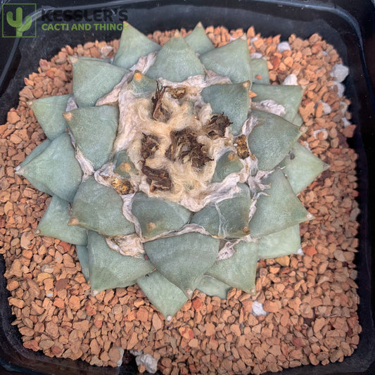 Ariocarpus Retusus