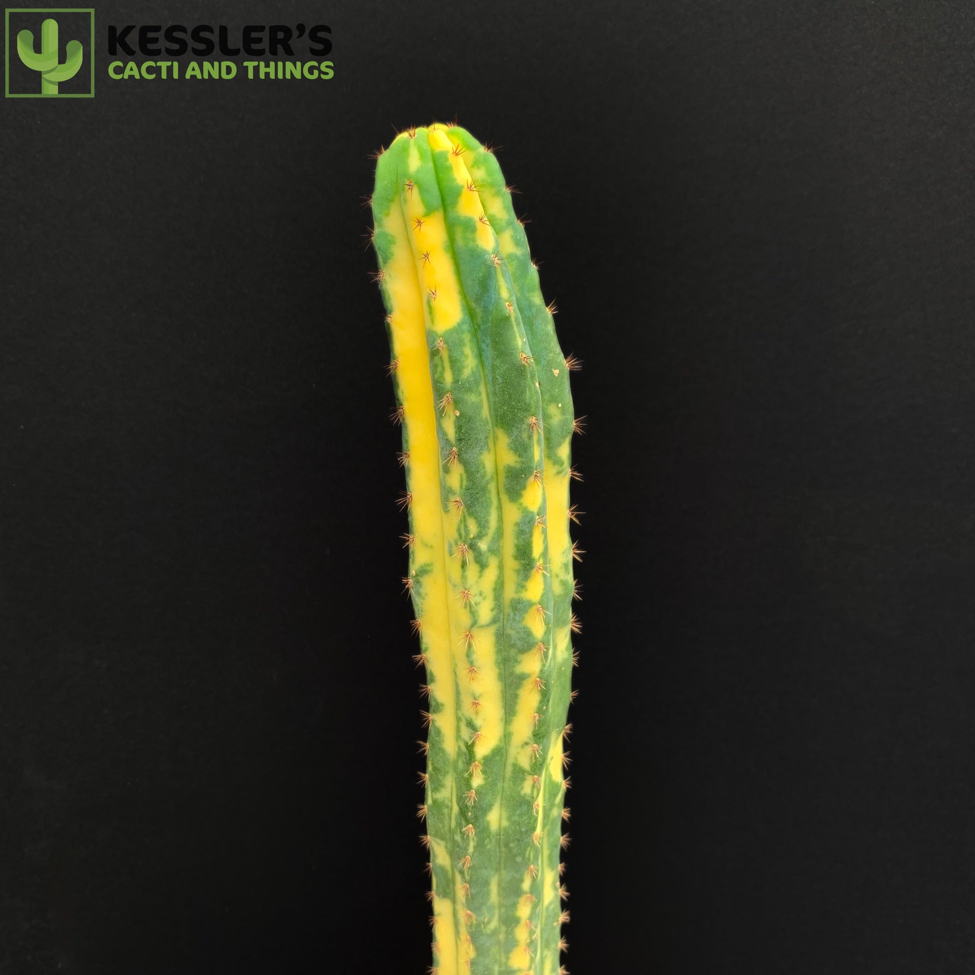 san pedro cactus yellowing Echinopsis Pachanoi (Variegated San Pedro) – Kesslers Cacti