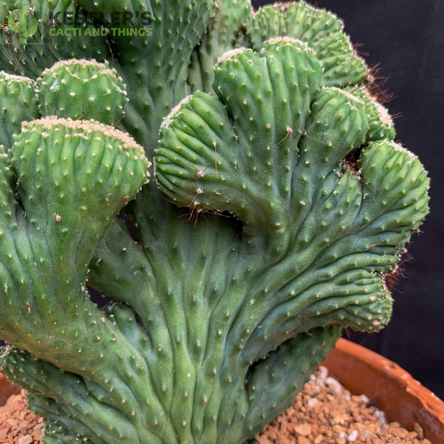 Cereus Spegazzinii Cristata