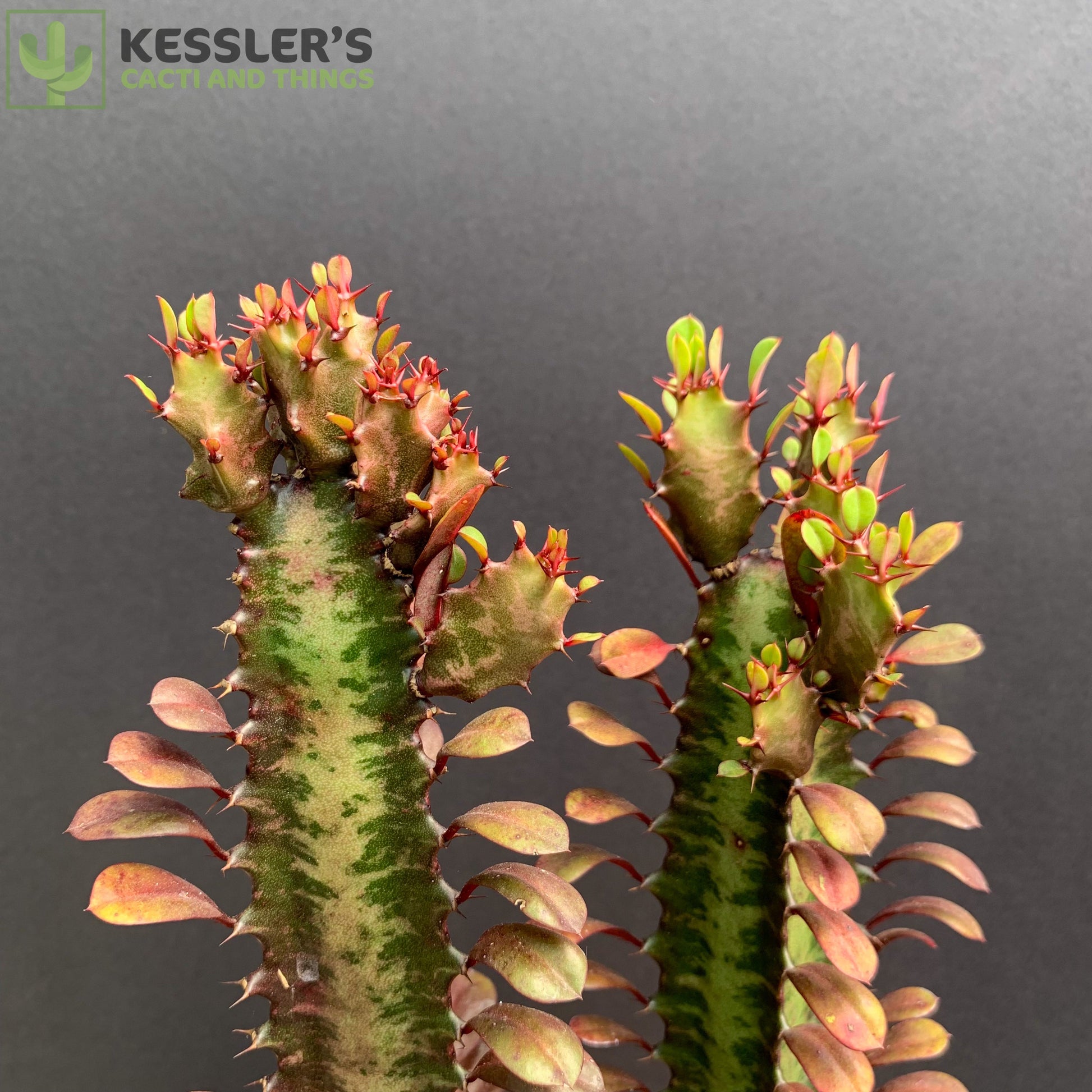 good luck succulent Euphorbia Trigona Rubra (Red Good Luck Plant)
