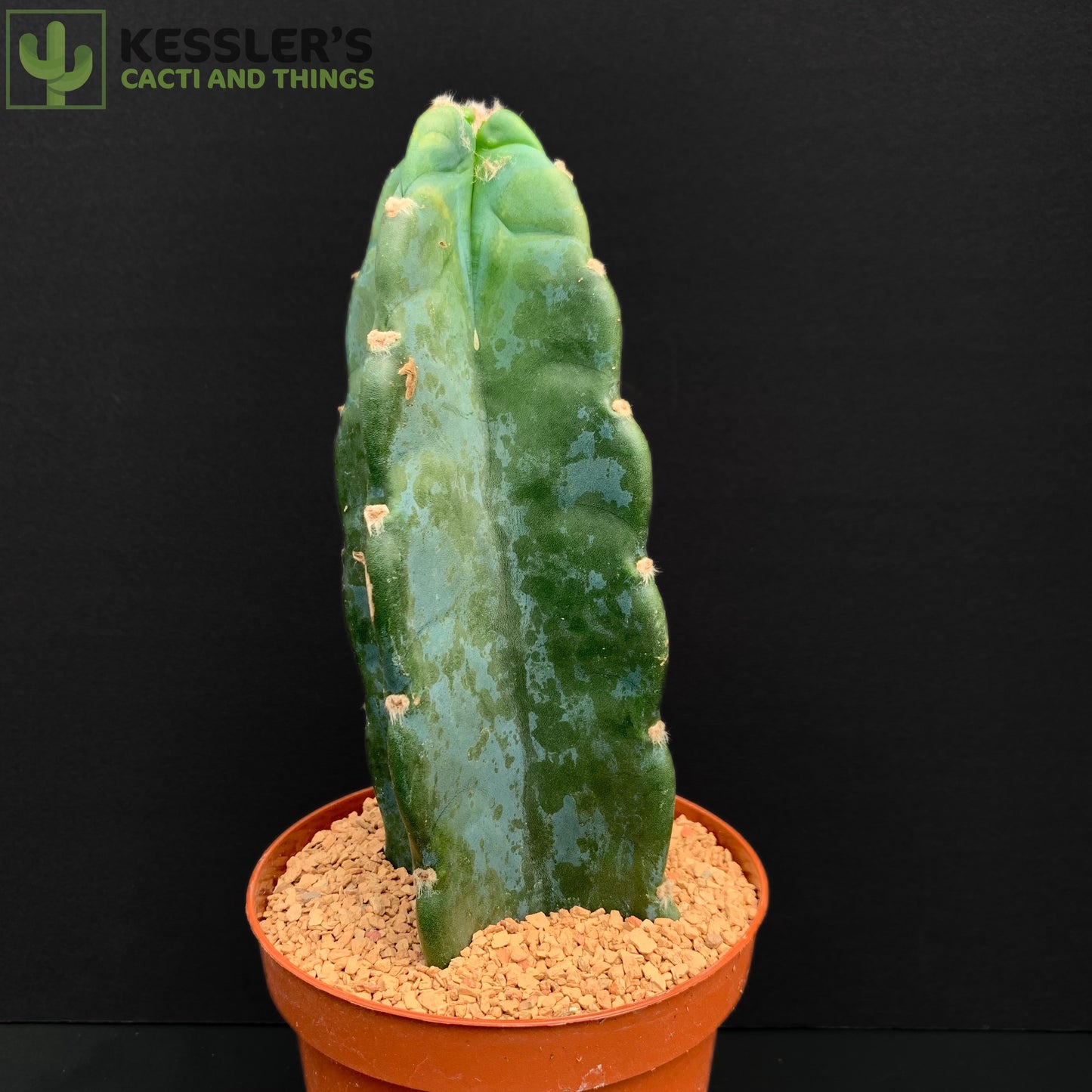 Cereus Jamacaru 6 Inch pot