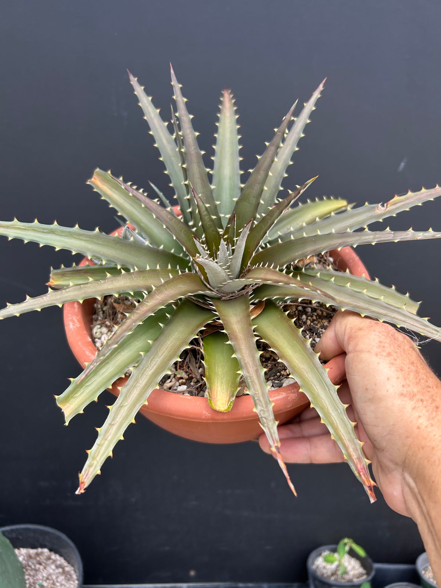 Dyckia Brittle Star x Arizona