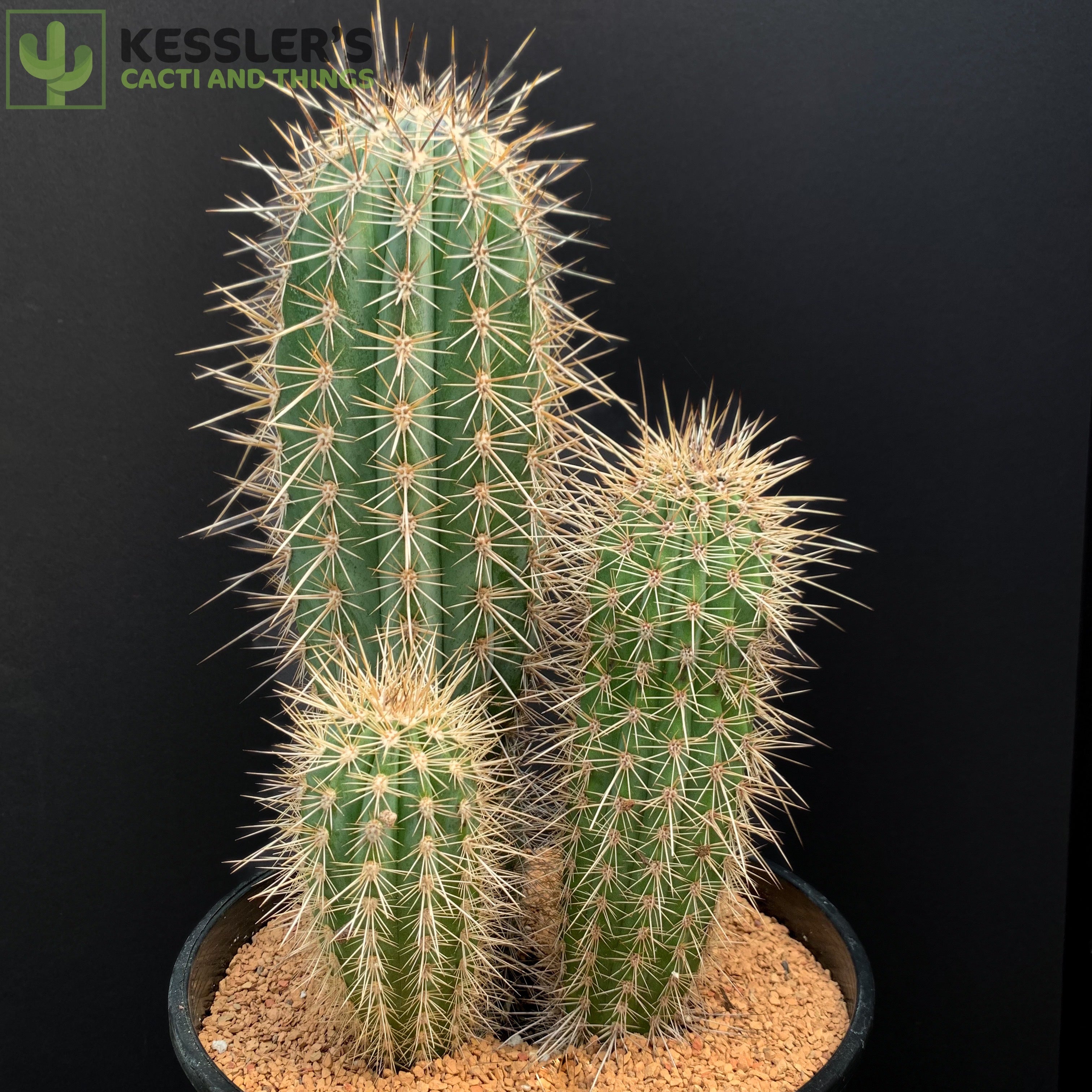 Pachycereus Pringlei (False Saguaro) – Kesslers Cacti