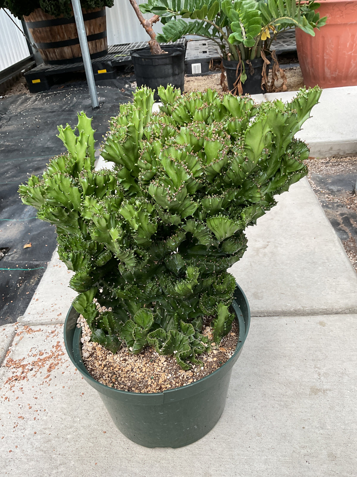 Euphorbia Lactea Cristata (Brain Cactus)