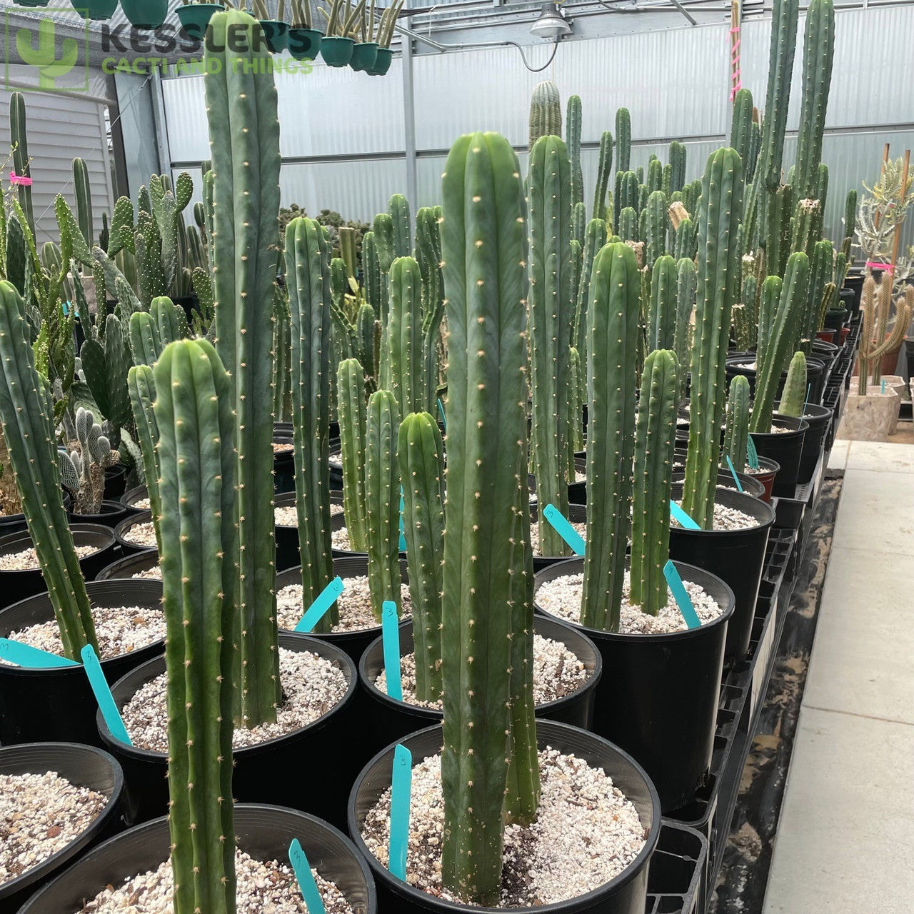 Echinopsis Pachanoi San Pedro Cactus For Sale Kesslers Cacti