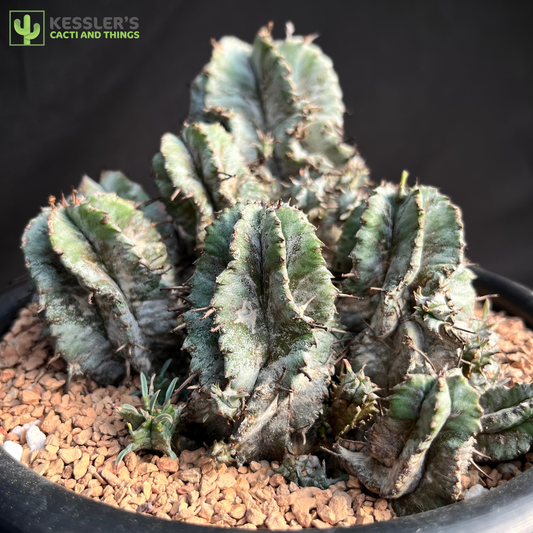 Euphorbia - Horida (African Milk Barrel)